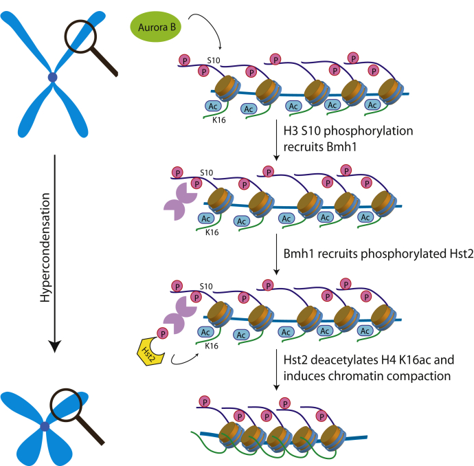 Figure 4