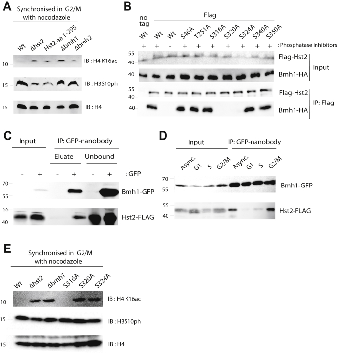 Figure 2