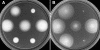 FIG. 4.