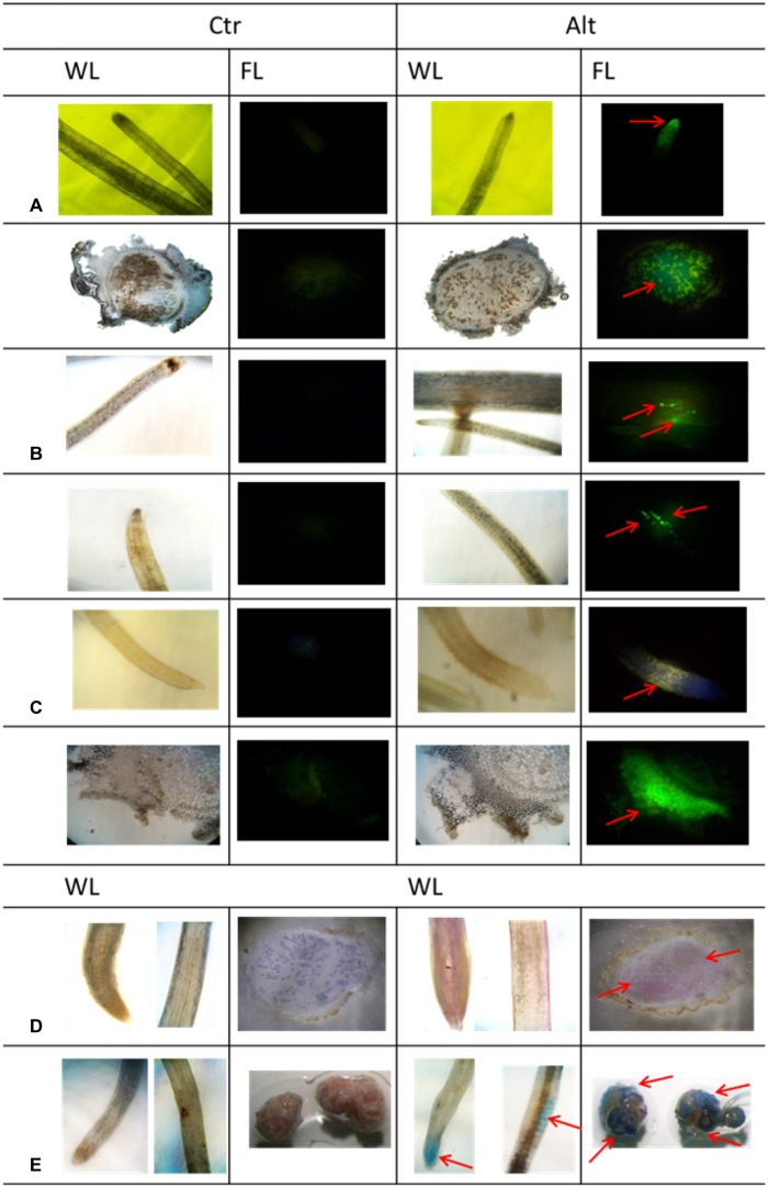 FIGURE 3