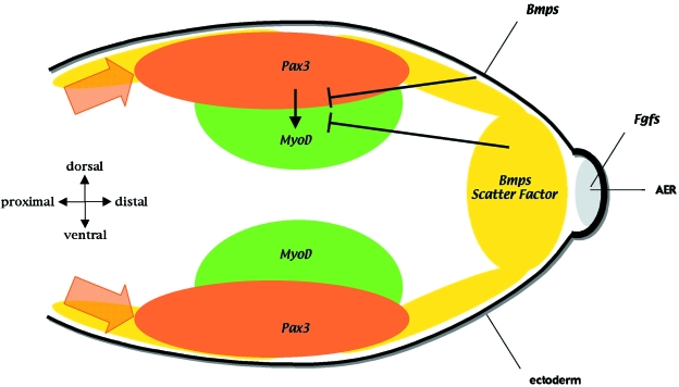 Fig. 2