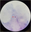 Fig. 4