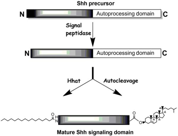 Figure 10.1