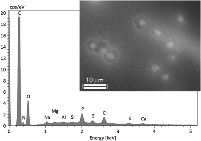 Figure 7