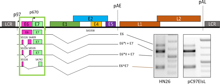 Figure 2