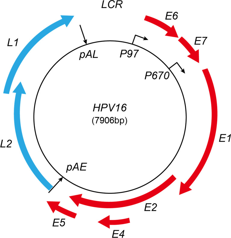 Figure 1