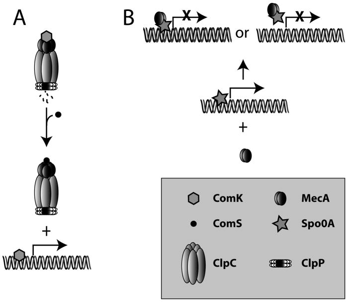 Fig. 10