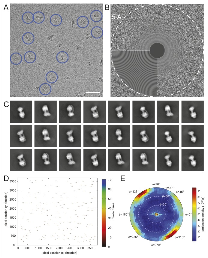 Figure 1—figure supplement 1.