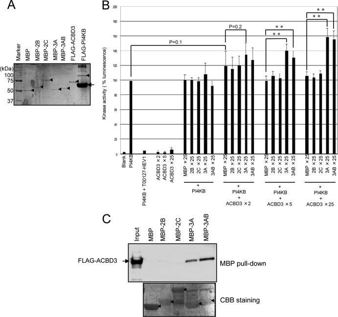 FIG 6