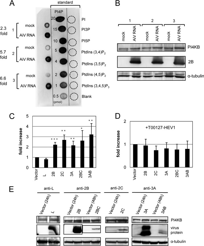 FIG 5