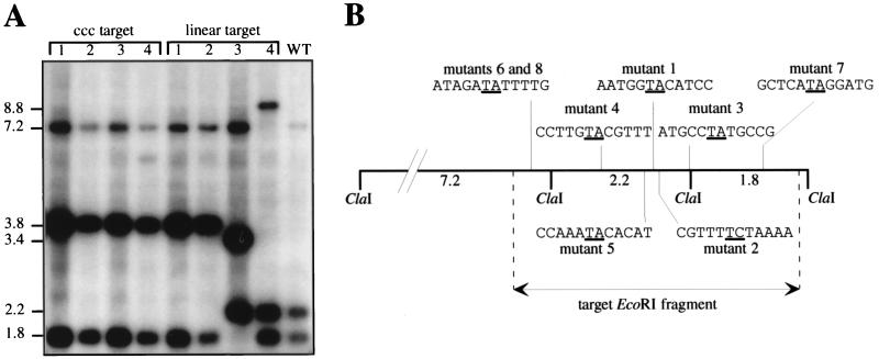 FIG. 1