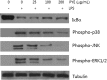 <b>FIG. 5.</b>