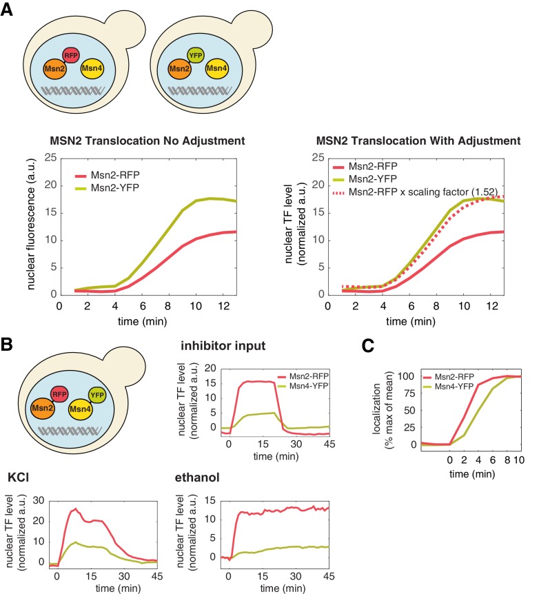 Figure 2—figure supplement 1.