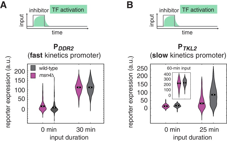 Figure 1—figure supplement 2.