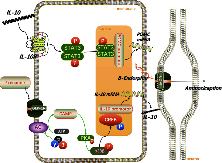 Figure 2