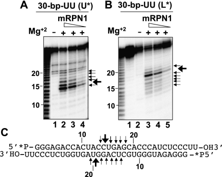 FIGURE 4.