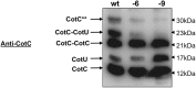 Fig 8
