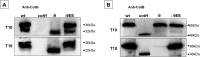 Fig 7