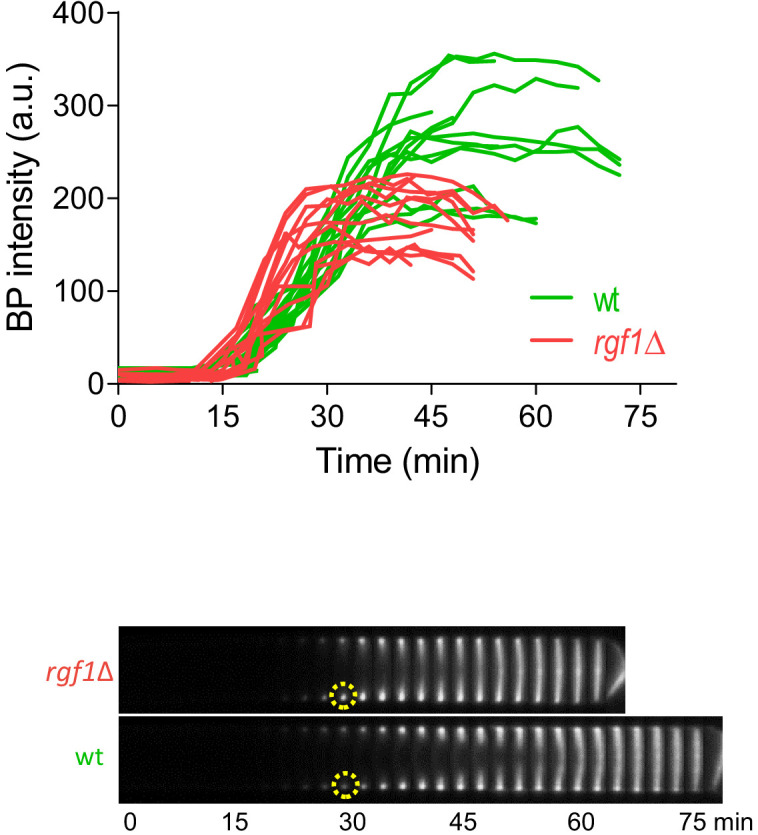 Figure 2—figure supplement 2.