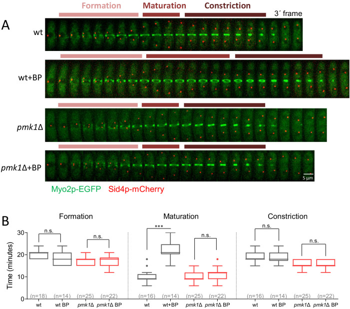 Figure 4—figure supplement 1.