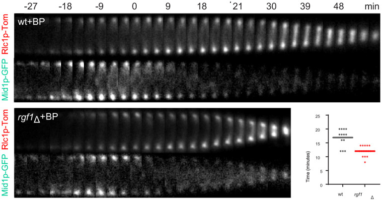 Figure 3—figure supplement 1.