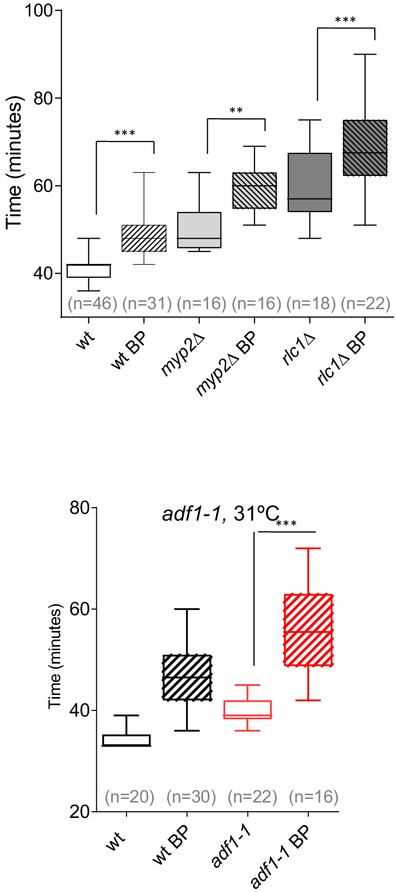 Figure 6—figure supplement 1.