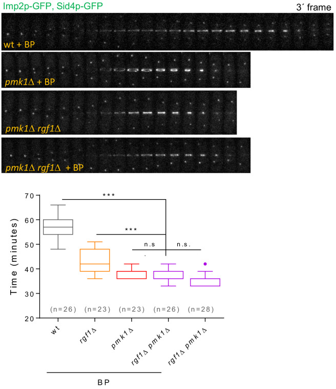 Figure 4—figure supplement 4.