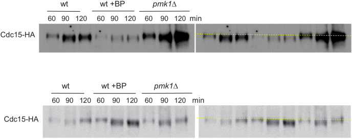 Figure 6—figure supplement 3.