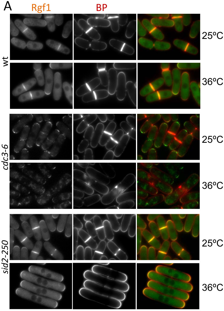 Figure 1—figure supplement 1.