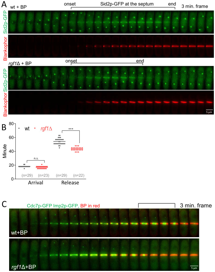 Figure 7—figure supplement 1.