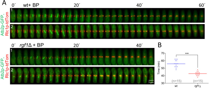 Figure 2—figure supplement 1.