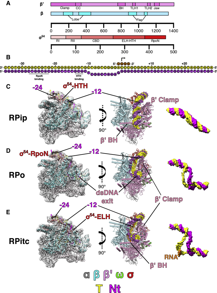 Figure 1