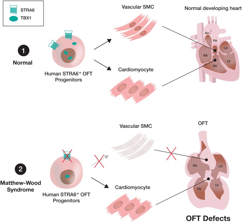 Graphical Abstract