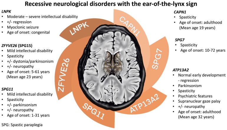 Graphical Abstract