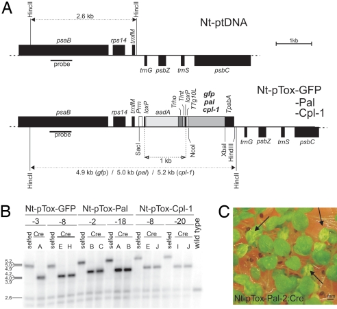 Fig. 2.