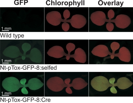 Fig. 3.