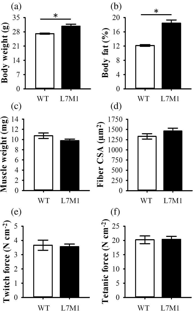 downhill-exercise-alters-immunoproteasome-content-in-mouse-skeletal