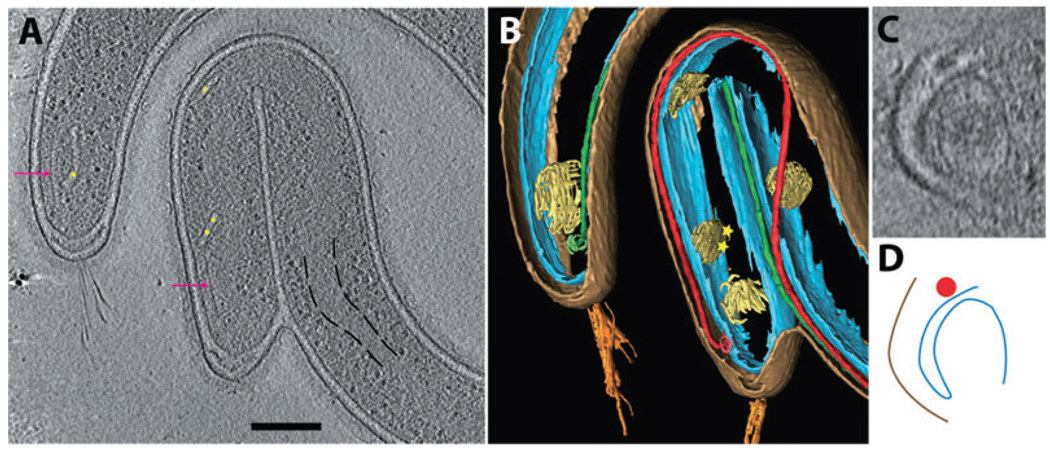 Fig. 9