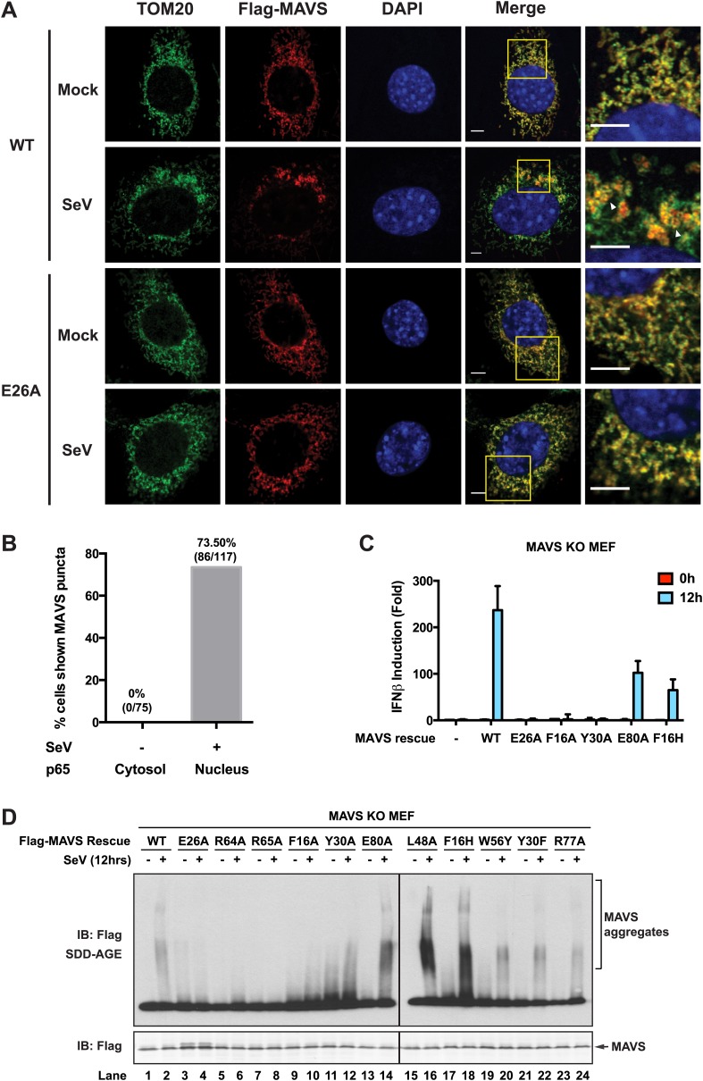 Figure 5—figure supplement 3.