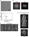 Figure 4—figure supplement 1.