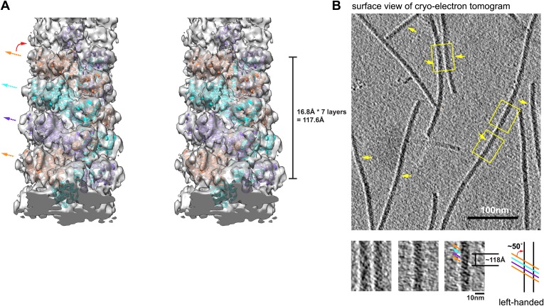 Figure 1—figure supplement 2.