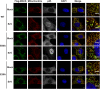 Figure 5—figure supplement 1.