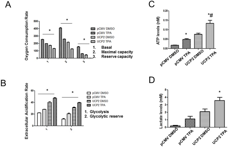 UCP2 Overexpression Enhanced Glycolysis Via Activation Of PFKFB2 During Skin Cell Transformation