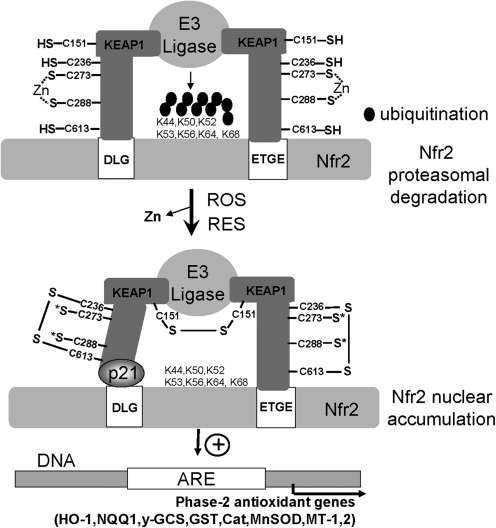 FIG. 8.