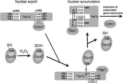 FIG. 7.