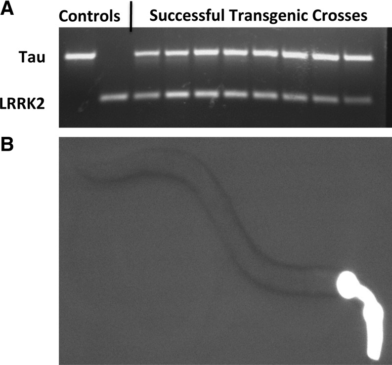 FIG. 2.