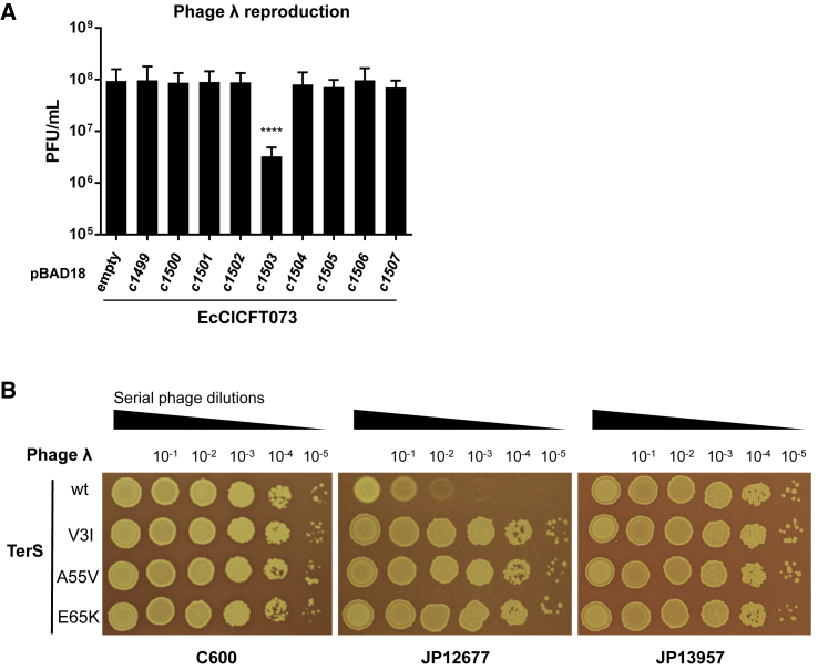 Figure 1