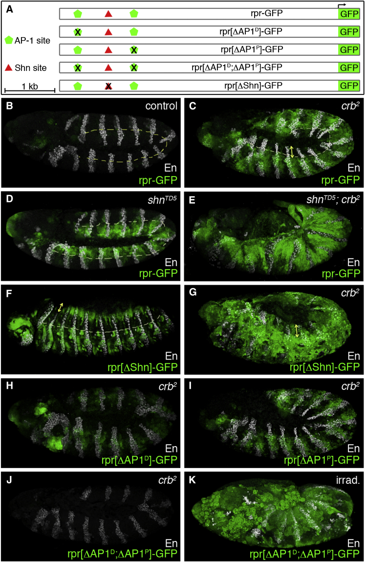 Figure 3