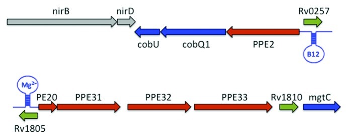 graphic file with name rna-9-427-g3.jpg