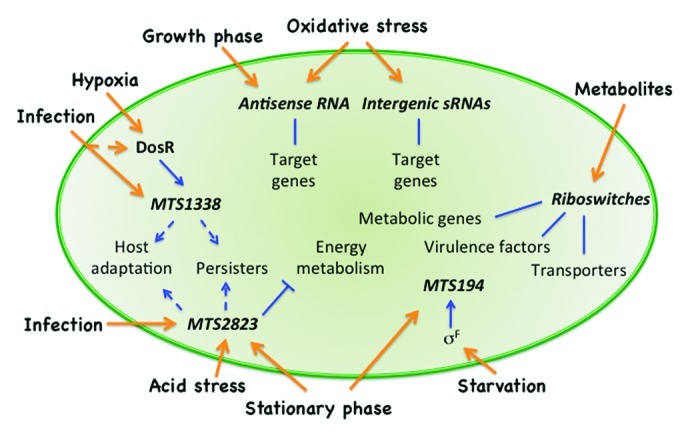 graphic file with name rna-9-427-g1.jpg